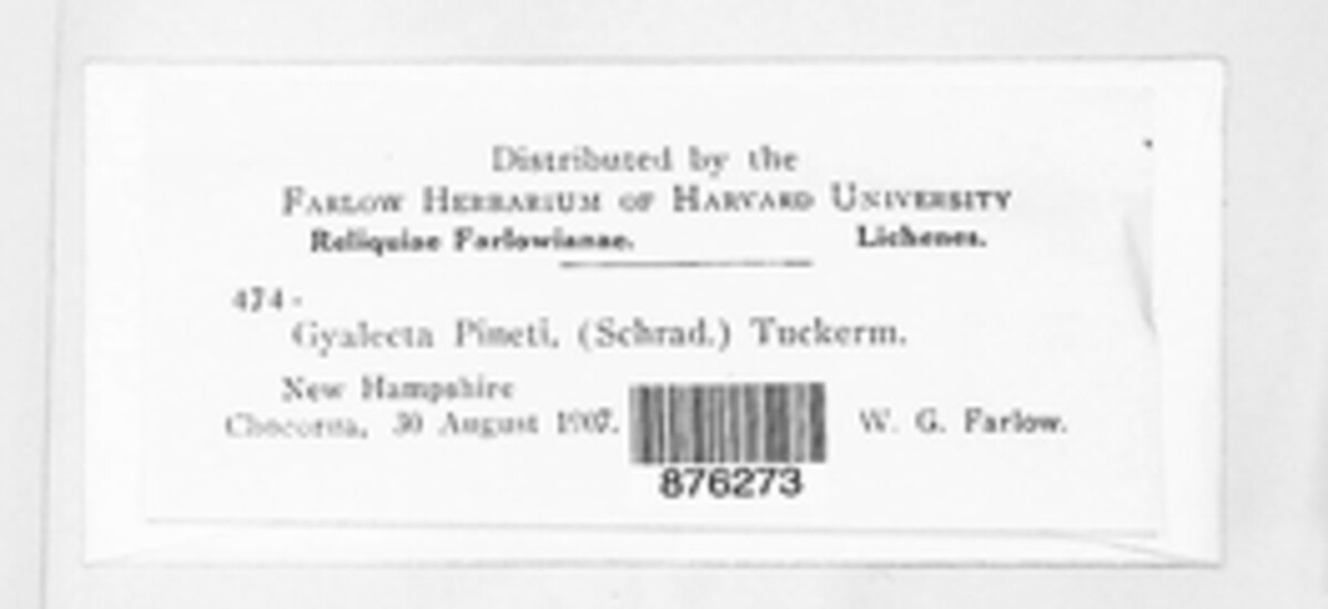 Coenogonium pineti image